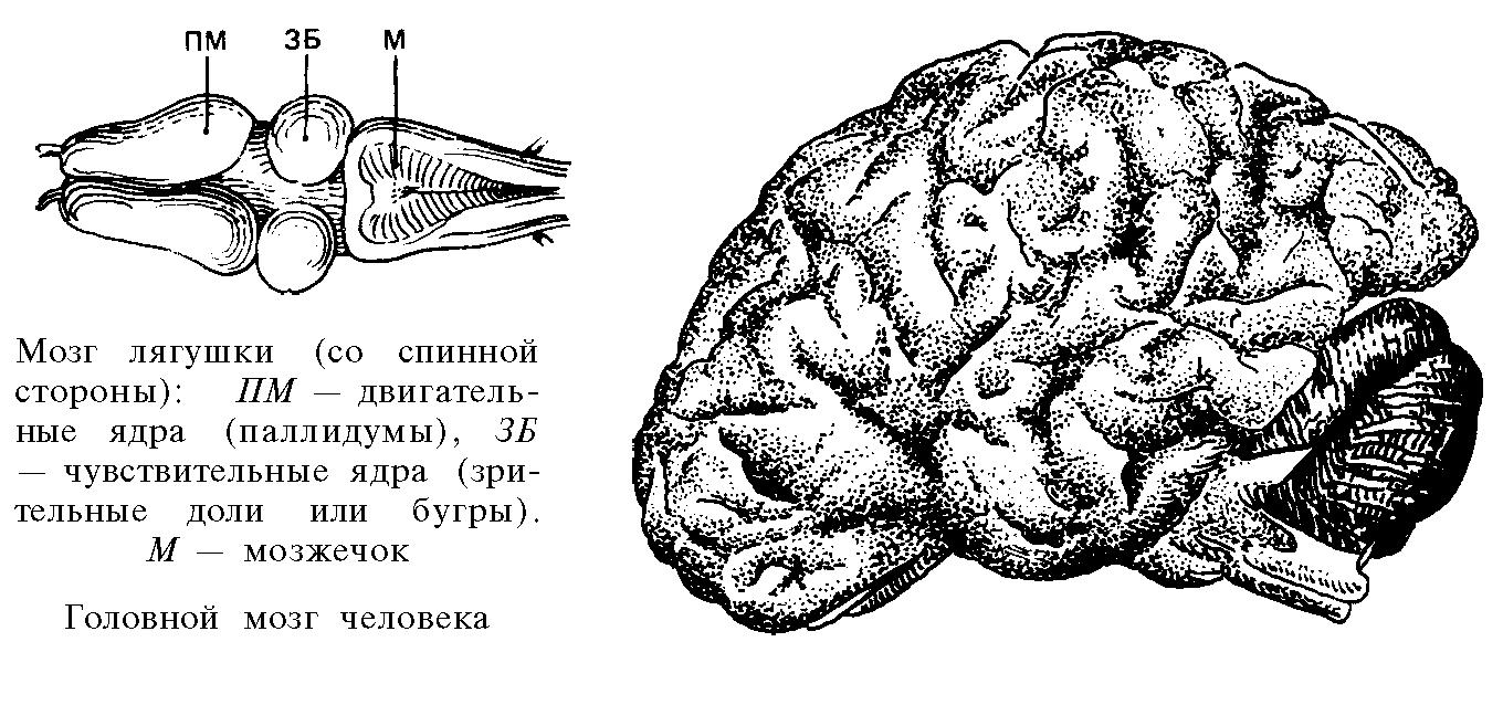 Функция головного мозга лягушки. Головной мозг лягушки. Отделы мозга лягушки. Схема строения головного мозга лягушки. Головной мозг Жабы.