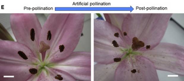 Японские учёные приспособили дрон для опыления цветов вместо пчёл