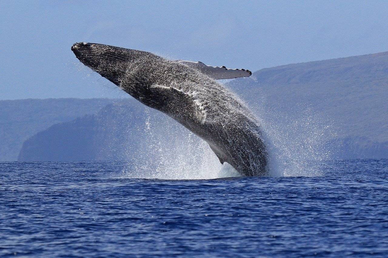 Морские птицы займут экологическую нишу китов