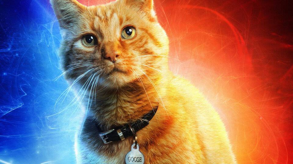 Первым зрителям «Капитан Марвел» больше всего понравился кот. В комиксах он был жутким чудовищем