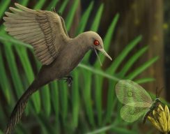 В янтаре сохранились останки динозавра размером с колибри — это самый маленький динозавр из всех, что известны учёным