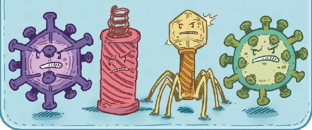 «Вирусы бывают разные»: отрывок из научного комикса «Микробы и вирусы» 12