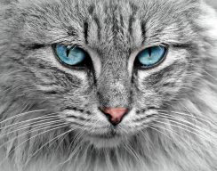 Андрей Крас «Все началось с котика»