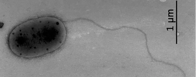 На МКС обнаружили неизвестные микробы
