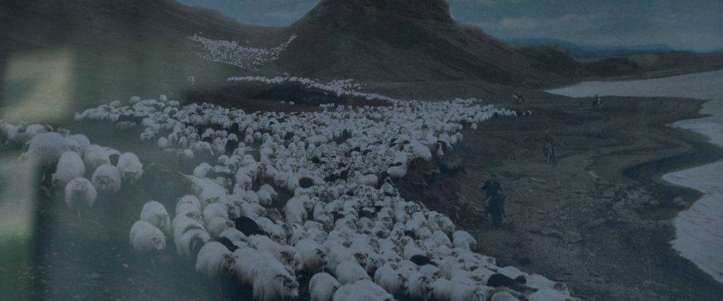 «Агнец»: жуткая исландская сказка о туманных барашках 6