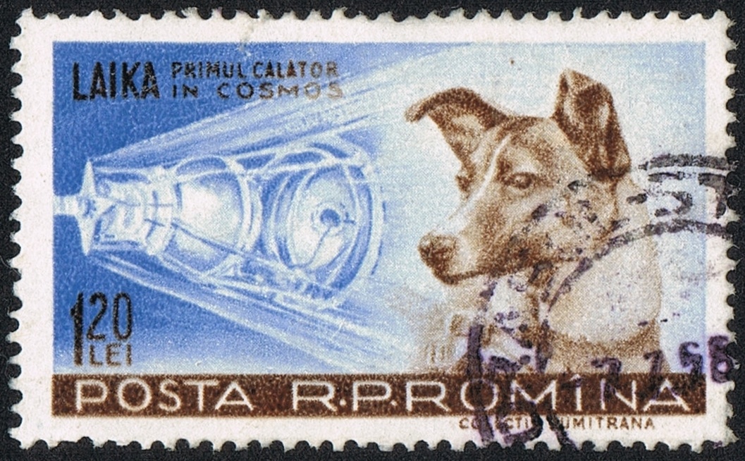 Космические дворняги: Белка, Стрелка, Лайка и другие собаки в космосе 6
