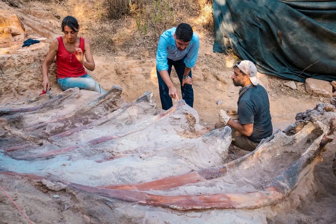 Учёные нашли останки самого большого в Европе динозавра — в саду жилого дома