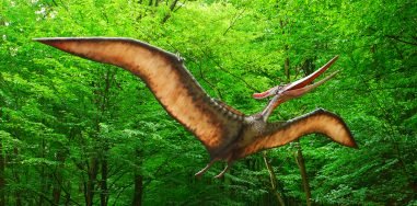 Птерозавры. Как выглядели и жили летающие родственники динозавров 7
